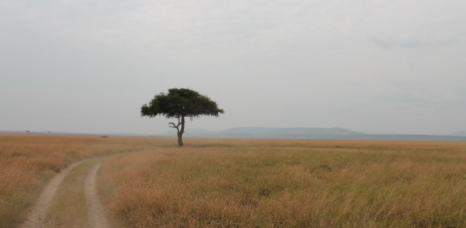 savannah, Kenya